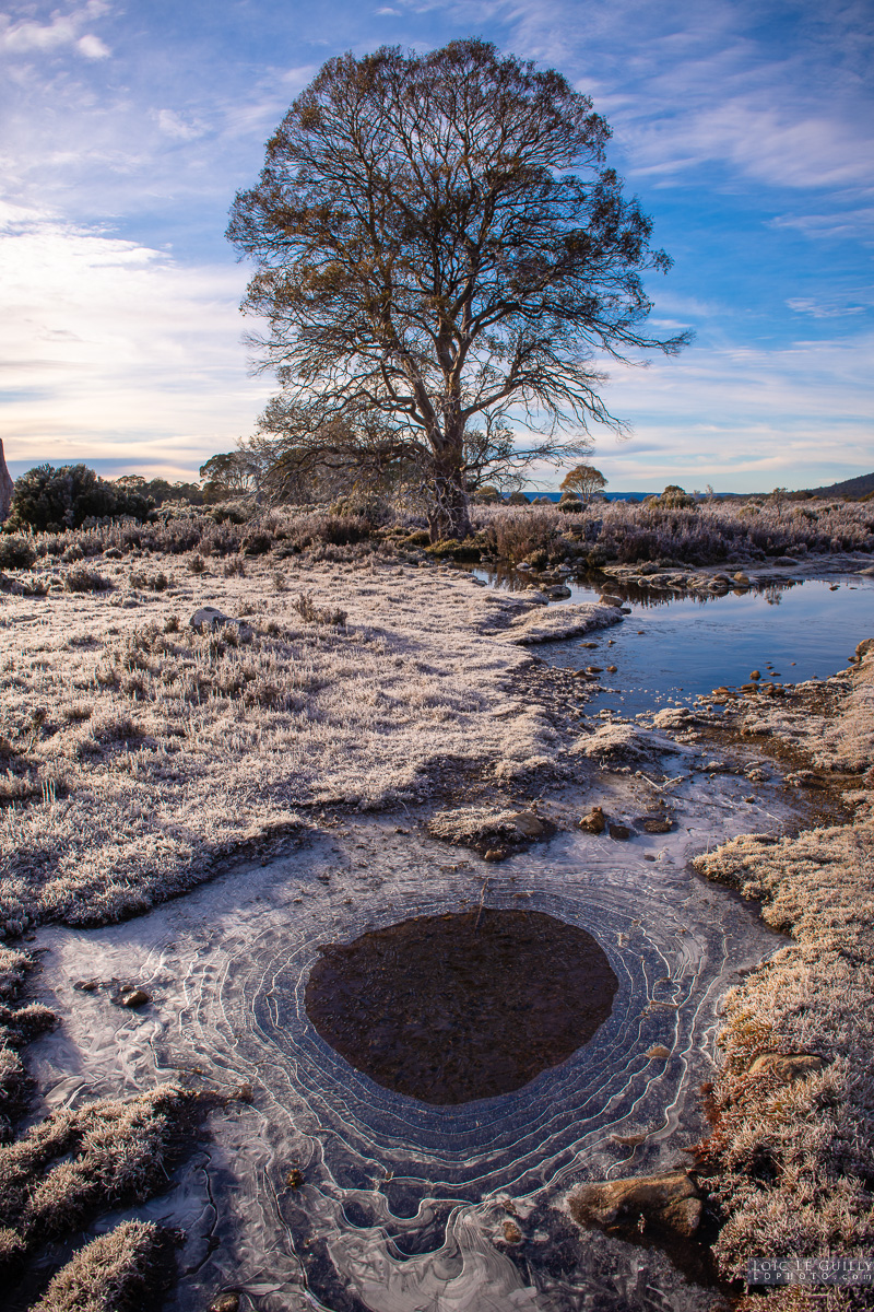 Eucalyptus gunnii and ice in the Lake St Clair area, Western Highlands of Tasmania